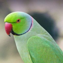 Abraham Avatar image of Abraham