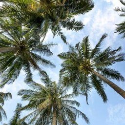 JoaoJack Avatar image of JoaoJack